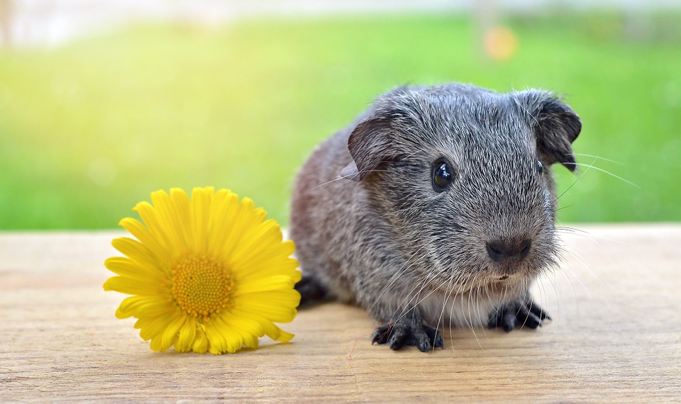 Guinea Pig Care