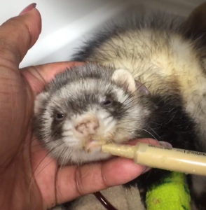 Ferret Anemia