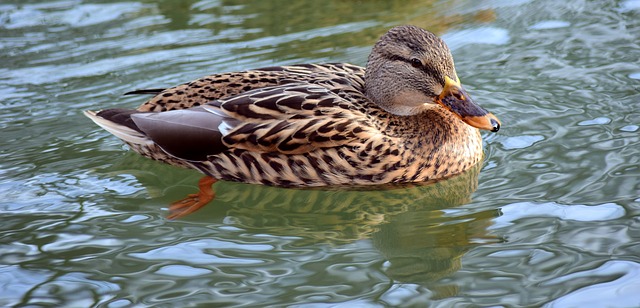 Duck Bloodwork