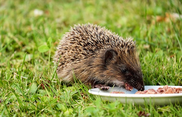 Hedgehog Blood Work | Exotic Animal Hospital of Orlando