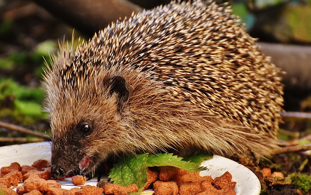 Hedgehog Care