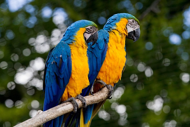 Annual blood work for birds