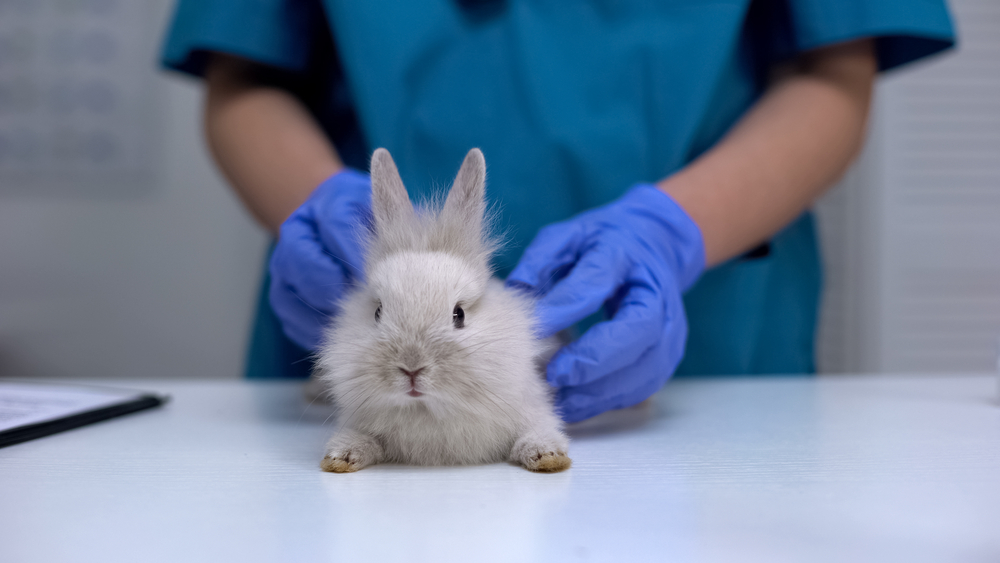 Signs That Your Rabbit May Be Sick - Exotic Animal Hospital