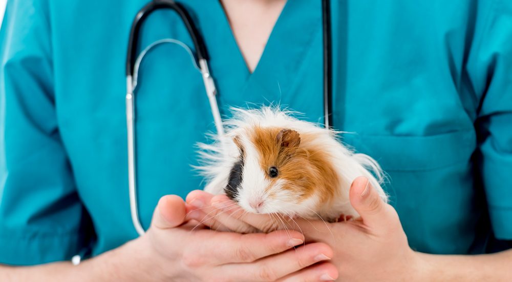 vet and guinea pig