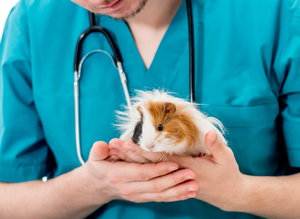 How Often Should a Guinea Pig Be Taken to the Vet for Checkups ...