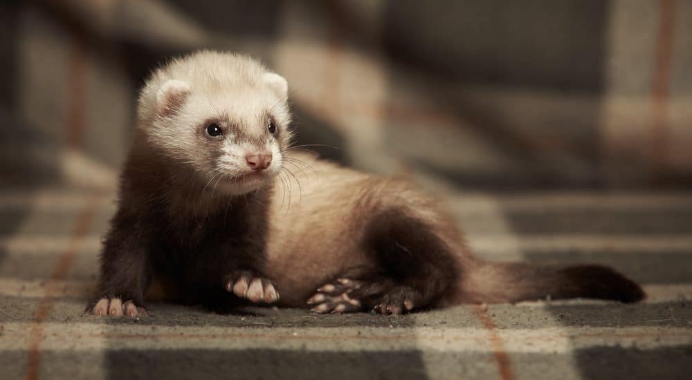 pet ferret