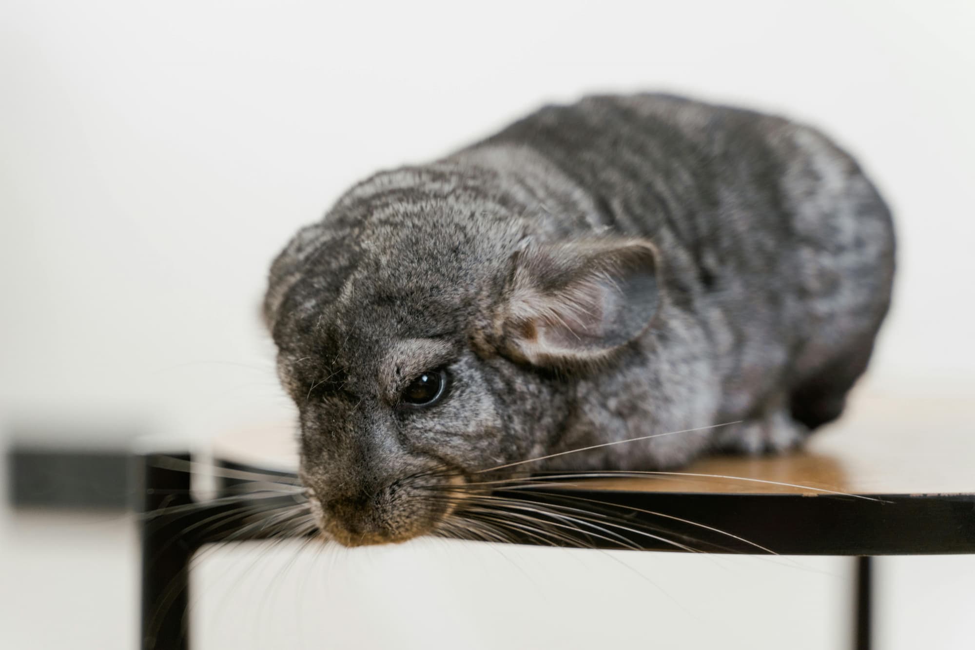 Chinchilla patient