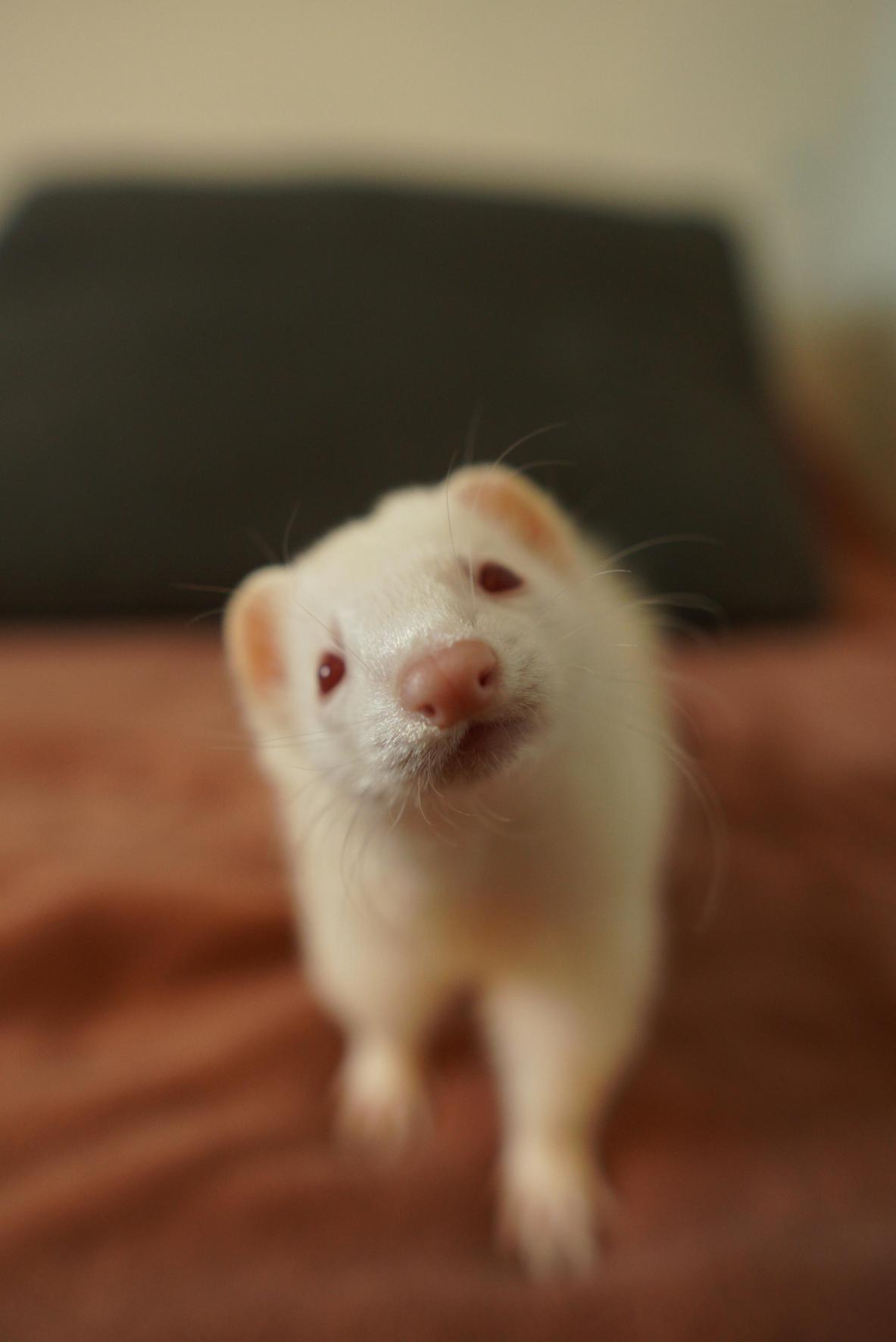 Ferret exam