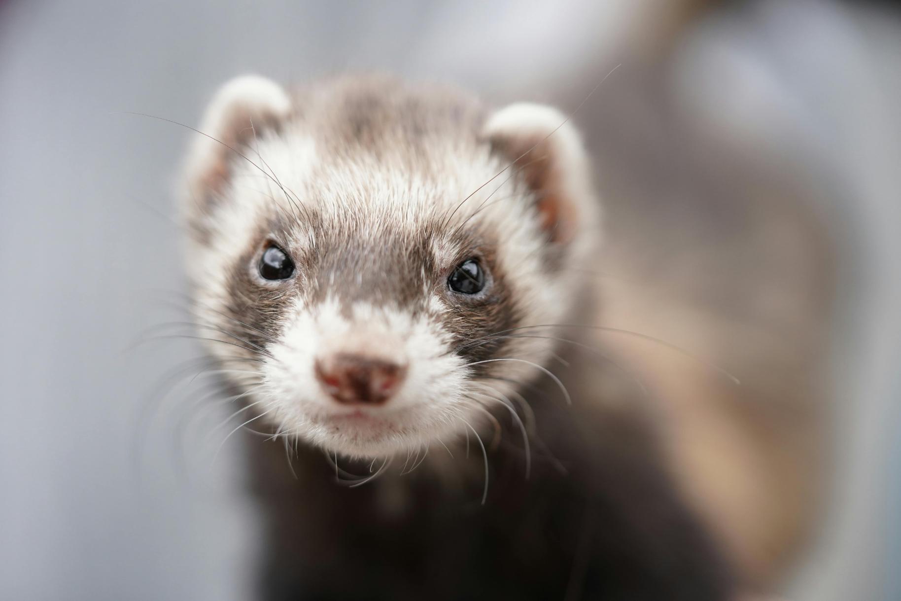 Ferret patient