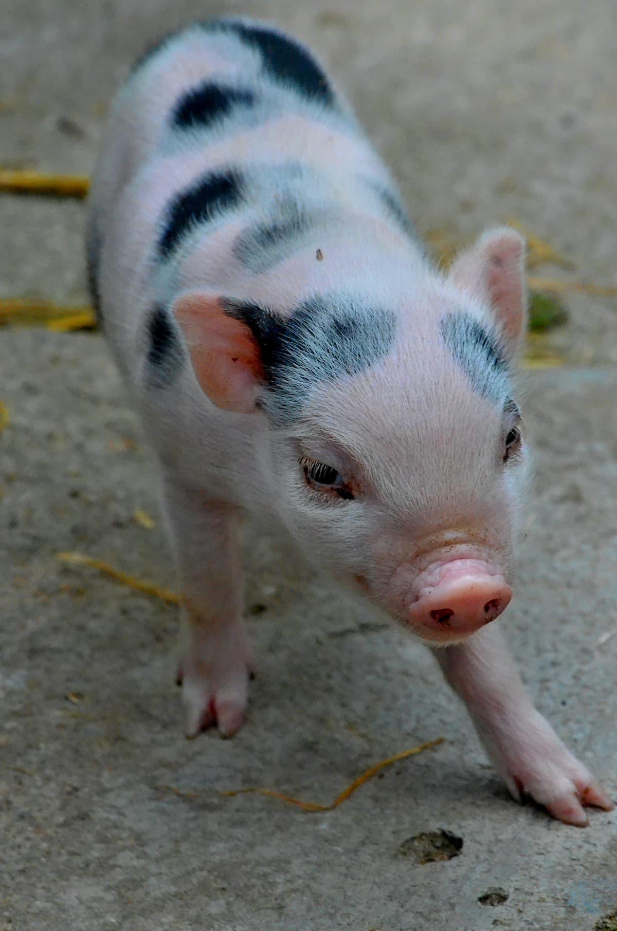 Miniature pig patient